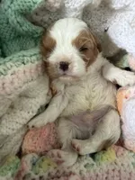 Reuben, a male Cavapoo for sale in Lyndonville, NY – 2 of 4