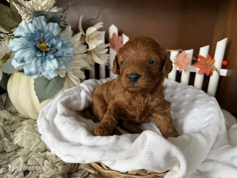 Rusty – Cavapoo puppy for sale in Lyndonville, NY