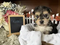 Russell, a male Morkie for sale in Lyndonville, NY – 4 of 4