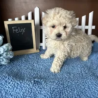 Felix, a male Maltipoo for sale in Lyndonville, NY – Photo 3 of 4