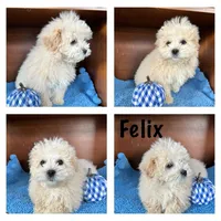 Felix, a male Maltipoo for sale in Lyndonville, NY – Photo 1 of 4