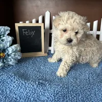 Felix, a male Maltipoo for sale in Lyndonville, NY – Photo 4 of 4