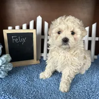Felix, a male Maltipoo for sale in Lyndonville, NY – Photo 2 of 4
