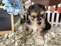 Russell, a male Morkie for sale in Lyndonville, NY – 3 of 4