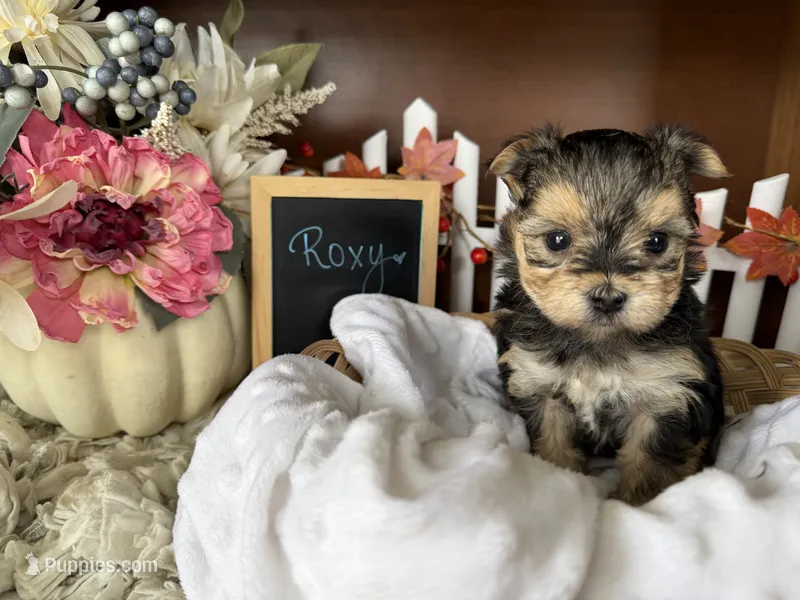 Roxy – Morkie puppy for sale in Lyndonville, NY