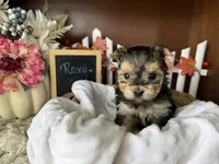 Roxy, a female Morkie for sale in Lyndonville, NY – 3 of 3
