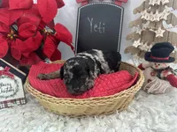 Yeti, a male Cockapoo for sale in Lyndonville, NY – Photo 5 of 6