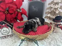 Yeti, a male Cockapoo for sale in Lyndonville, NY – Photo 3 of 6