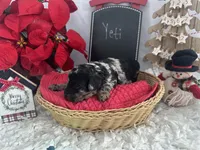 Yeti, a male Cockapoo for sale in Lyndonville, NY – Photo 4 of 6