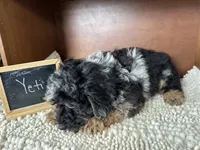 Yeti, a male Cockapoo for sale in Lyndonville, NY – Photo 2 of 6