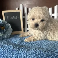 Nicolas, a male Shihpoo for sale in Lyndonville, NY – Photo 6 of 9