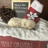 Nicolas, a male Shihpoo for sale in Lyndonville, NY – Photo 8 of 9