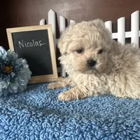 Nicolas, a male Shihpoo for sale in Lyndonville, NY – Photo 5 of 9