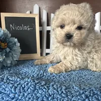 Nicolas, a male Shihpoo for sale in Lyndonville, NY – Photo 4 of 9