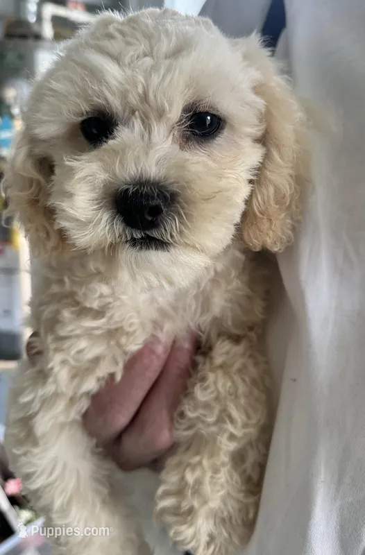 Nicolas – Shihpoo puppy for sale in Lyndonville, NY