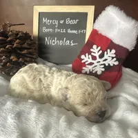 Nicolas, a male Shihpoo for sale in Lyndonville, NY – Photo 7 of 9