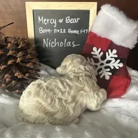 Nicolas, a male Shihpoo for sale in Lyndonville, NY – Photo 9 of 9