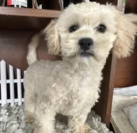 Nicolas, a male Shihpoo for sale in Lyndonville, NY – Photo 2 of 9