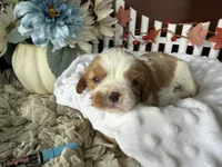 Reuben, a male Cavapoo for sale in Lyndonville, NY – 3 of 4