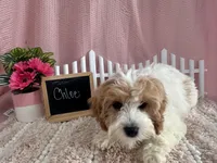 Chloe, a female Cavapoo for sale in Lyndonville, NY – Photo 4 of 5