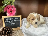 Chloe, a female Cavapoo for sale in Lyndonville, NY – Photo 2 of 5