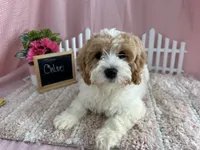 Chloe, a female Cavapoo for sale in Lyndonville, NY – Photo 1 of 5