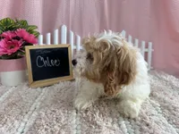 Chloe, a female Cavapoo for sale in Lyndonville, NY – Photo 5 of 5