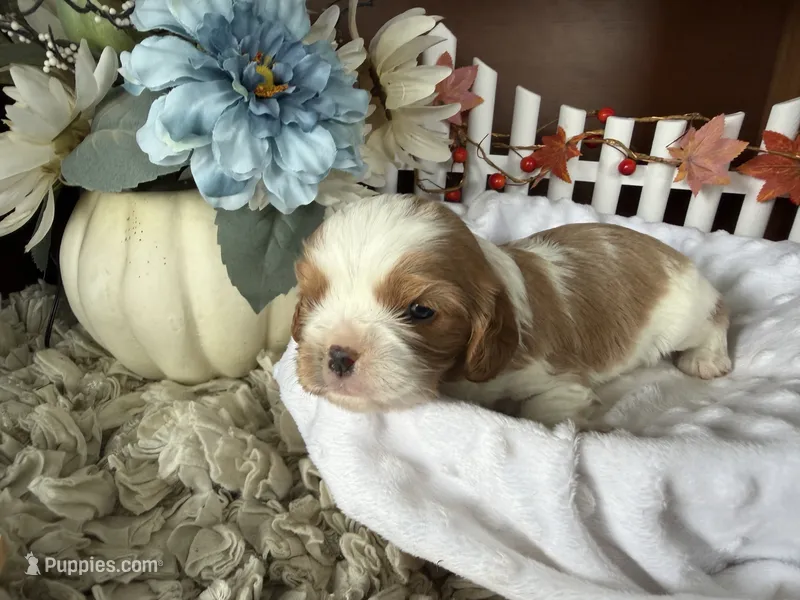 Reuben – Cavapoo puppy for sale in Lyndonville, NY