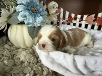 Reuben, a male Cavapoo for sale in Lyndonville, NY – 1 of 4