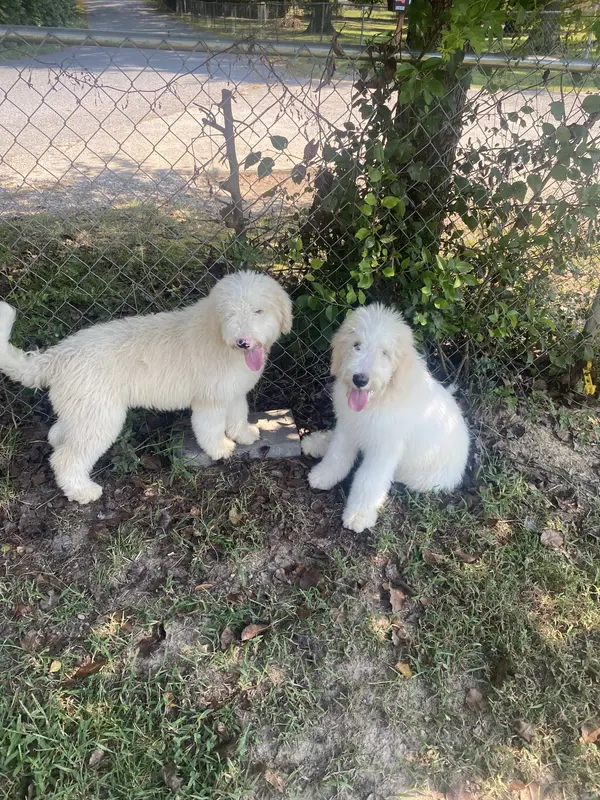 Sophie – Sheepadoodle puppy for sale in Atlanta, GA