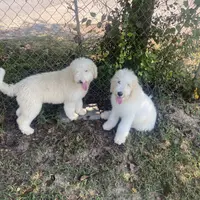 Sophie, a female Sheepadoodle for sale in Atlanta, GA – Photo 1 of 7