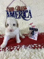 Sophie, a female Sheepadoodle for sale in Atlanta, GA – Photo 2 of 7