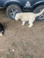 Sophie, a female Sheepadoodle for sale in Atlanta, GA – Photo 4 of 7