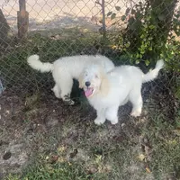 Sophie, a female Sheepadoodle for sale in Atlanta, GA – Photo 6 of 7