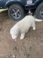Sophie, a female Sheepadoodle for sale in Atlanta, GA – Photo 3 of 7