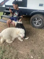 Sophie, a female Sheepadoodle for sale in Atlanta, GA – Photo 5 of 7