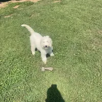 Sophie, a female Sheepadoodle for sale in Atlanta, GA – Photo 7 of 7