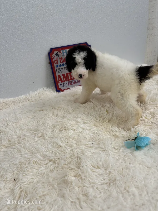 Rocky – Sheepadoodle puppy for sale in Atlanta, GA