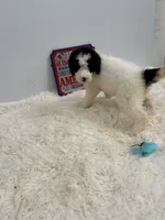 Rocky, a male Sheepadoodle for sale in Atlanta, GA – 1 of 6
