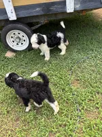 Luna, a female Sheepadoodle for sale in Atlanta, GA – 2 of 4