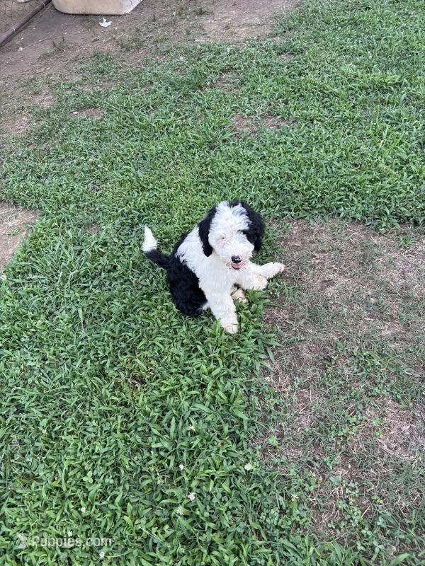Luna – Sheepadoodle puppy for sale in Atlanta, GA