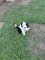 Luna, a female Sheepadoodle for sale in Atlanta, GA – 1 of 4