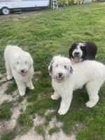 Snoopy, a male Sheepadoodle for sale in Atlanta, GA – 3 of 5