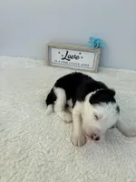 Zach, a male Sheepadoodle for sale in Atlanta, GA – 2 of 3