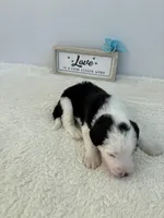 Zach, a male Sheepadoodle for sale in Atlanta, GA – 3 of 3