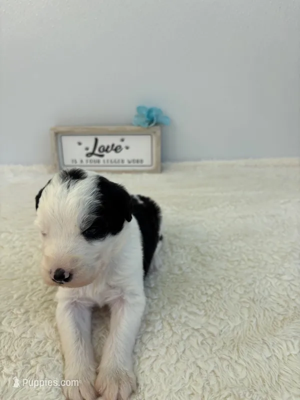 Zach – Sheepadoodle puppy for sale in Atlanta, GA