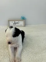 Zach, a male Sheepadoodle for sale in Atlanta, GA – 1 of 3