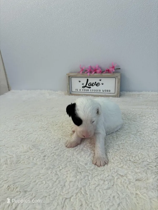 Maggie – Sheepadoodle puppy for sale in Atlanta, GA