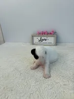Maggie, a female Sheepadoodle for sale in Atlanta, GA – 1 of 4