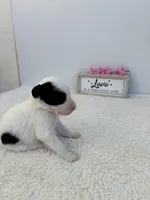 Maggie, a female Sheepadoodle for sale in Atlanta, GA – 4 of 4